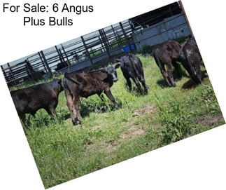 For Sale: 6 Angus Plus Bulls