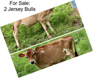 For Sale: 2 Jersey Bulls