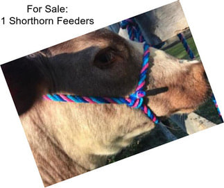 For Sale: 1 Shorthorn Feeders