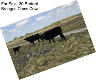 For Sale: 30 Braford, Brangus Cross Cows