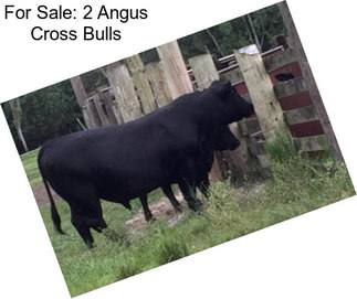 For Sale: 2 Angus Cross Bulls