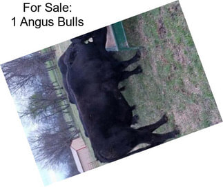 For Sale: 1 Angus Bulls