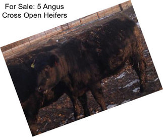 For Sale: 5 Angus Cross Open Heifers