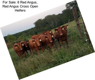 For Sale: 8 Red Angus, Red Angus Cross Open Heifers