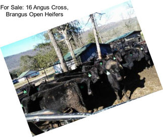 For Sale: 16 Angus Cross, Brangus Open Heifers