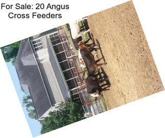 For Sale: 20 Angus Cross Feeders