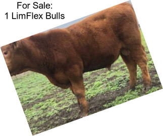 For Sale: 1 LimFlex Bulls