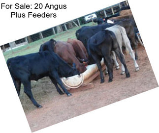 For Sale: 20 Angus Plus Feeders