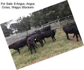 For Sale: 8 Angus, Angus Cross, Wagyu Stockers