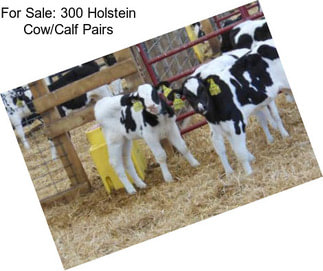 For Sale: 300 Holstein Cow/Calf Pairs