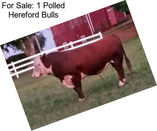 For Sale: 1 Polled Hereford Bulls