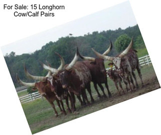 For Sale: 15 Longhorn Cow/Calf Pairs
