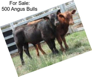 For Sale: 500 Angus Bulls