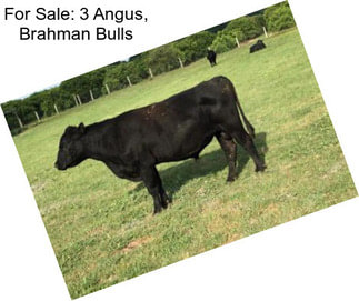 For Sale: 3 Angus, Brahman Bulls