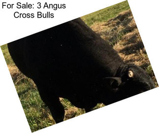 For Sale: 3 Angus Cross Bulls