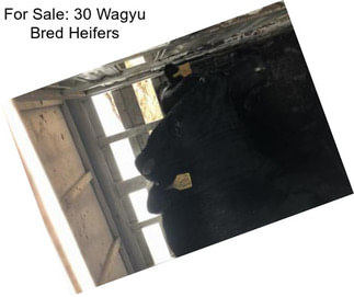 For Sale: 30 Wagyu Bred Heifers