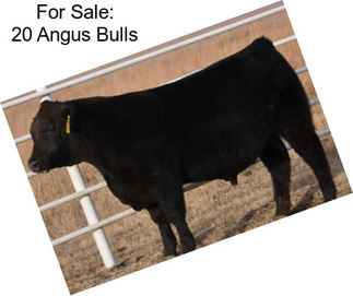 For Sale: 20 Angus Bulls