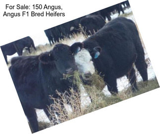 For Sale: 150 Angus, Angus F1 Bred Heifers