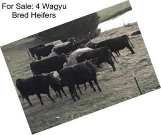 For Sale: 4 Wagyu Bred Heifers