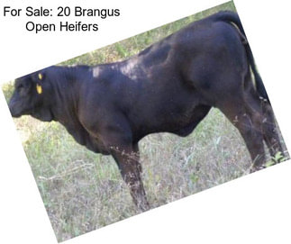 For Sale: 20 Brangus Open Heifers