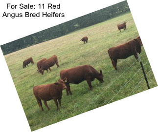 For Sale: 11 Red Angus Bred Heifers