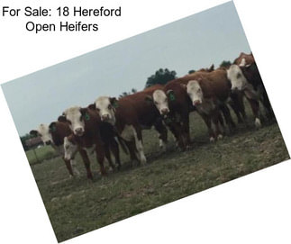 For Sale: 18 Hereford Open Heifers