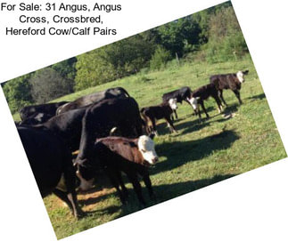 For Sale: 31 Angus, Angus Cross, Crossbred, Hereford Cow/Calf Pairs