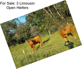 For Sale: 3 Limousin Open Heifers