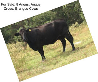 For Sale: 8 Angus, Angus Cross, Brangus Cows