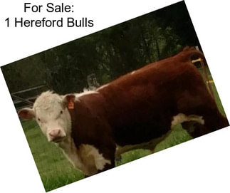 For Sale: 1 Hereford Bulls