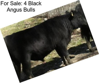 For Sale: 4 Black Angus Bulls