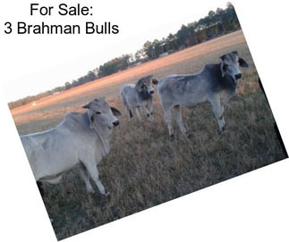 For Sale: 3 Brahman Bulls