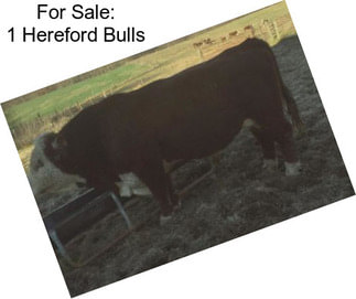 For Sale: 1 Hereford Bulls