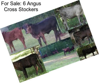 For Sale: 6 Angus Cross Stockers