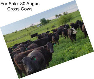 For Sale: 80 Angus Cross Cows