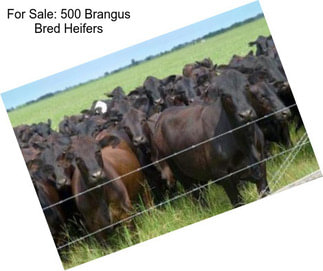 For Sale: 500 Brangus Bred Heifers