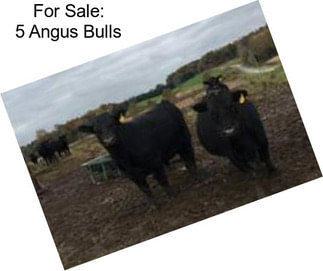 For Sale: 5 Angus Bulls