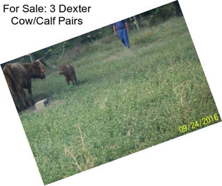 For Sale: 3 Dexter Cow/Calf Pairs