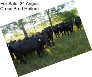 For Sale: 24 Angus Cross Bred Heifers