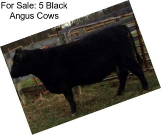For Sale: 5 Black Angus Cows
