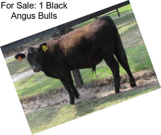 For Sale: 1 Black Angus Bulls