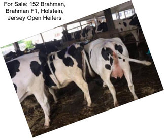 For Sale: 152 Brahman, Brahman F1, Holstein, Jersey Open Heifers