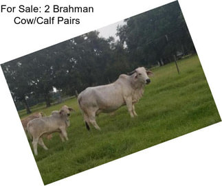 For Sale: 2 Brahman Cow/Calf Pairs