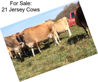 For Sale: 21 Jersey Cows