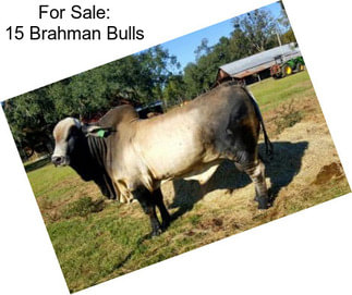 For Sale: 15 Brahman Bulls