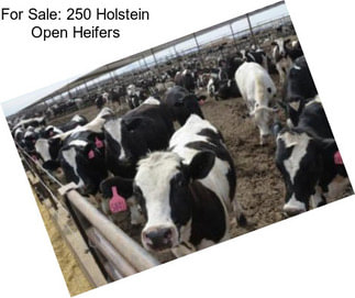 For Sale: 250 Holstein Open Heifers