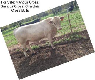 For Sale: 4 Angus Cross, Brangus Cross, Charolais Cross Bulls