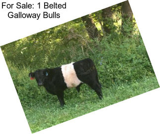 For Sale: 1 Belted Galloway Bulls