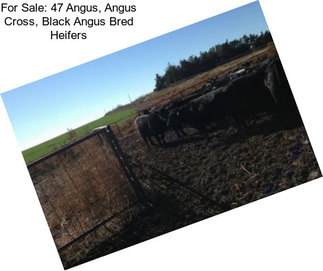 For Sale: 47 Angus, Angus Cross, Black Angus Bred Heifers