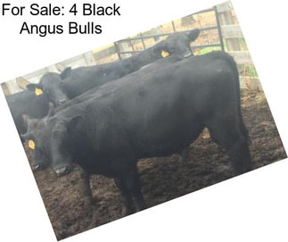 For Sale: 4 Black Angus Bulls